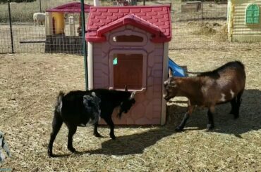 Henry and Elley playing together
