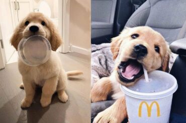 Cute baby animals Videos - funny animal 2020 - Soo Cute! #57