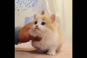 Cute baby animals Videos - funny animal 2020 - Soo Cute! #68