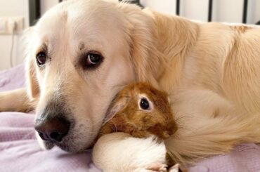 Can a Dog befriend a Rabbit? Bailey and Sam - Cutest Friends