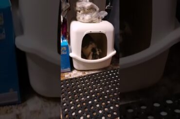 Cute Bunny rolling over