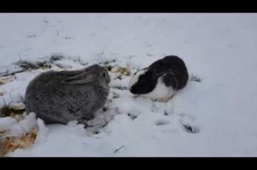 Rabbit - A Funny and Cute Bunny - Video 4K