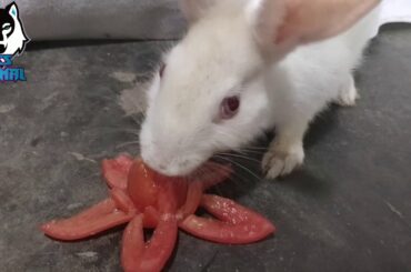 Rabbit Eating Tomatto ASMR