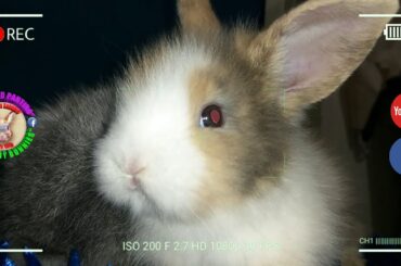 2 Cute Baby Bunnies Day 27 (DOB: Jan 30, 2020) - Bongskie Rabbitry Cebu - Bisdak Edition