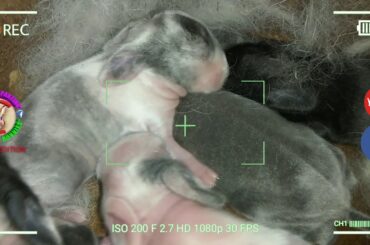 5 Cute Baby Bunnies Day 6 (DOB: February 21, 2020) - Bongskie Rabbitry Cebu - Bisdak Edition