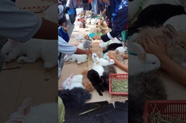 Cute Rabbit / Arnab comel