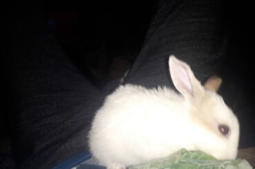 MY CUTE baby Rabbit Eating  Clip!