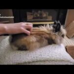 Gizmo getting the molt massaged out 🎵 Rabbit tricks Bunny tricks