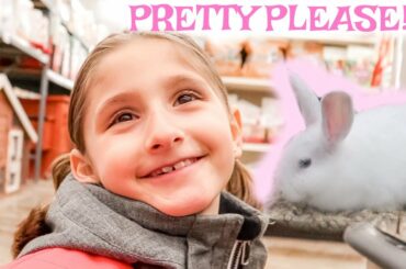 Can We Buy a Bunny?!?