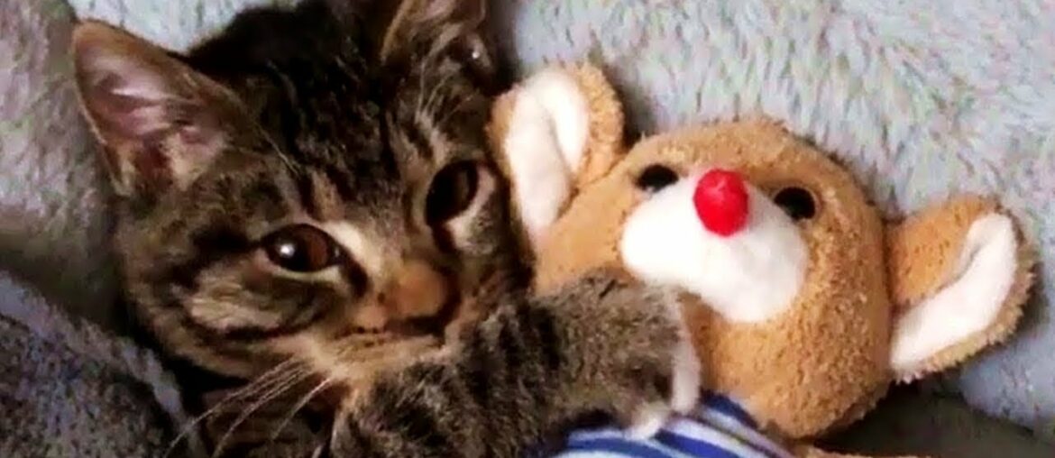 Cute baby animals Videos – funny animal 2020 – Soo Cute! #78 Cute baby animals Videos - funny animal 2020 - Soo Cute! #78