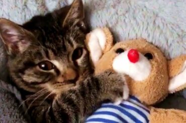 Cute baby animals Videos - funny animal 2020 - Soo Cute! #78