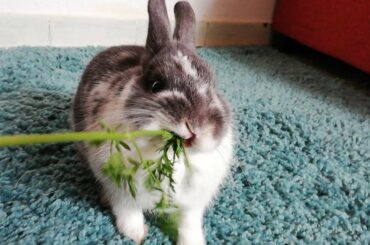 ASMR / CONEJO COME HOJAS DE ZANAHORIA, CUTE BUNNY, FUNNY RABBIT. 🐰🌿