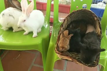 Rabbit Samrt and Cute - Funny Baby Bunny Rabbit Videos Compilation Cute Rabbits Episode 04