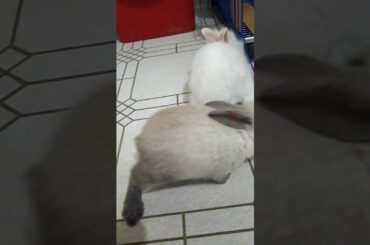 CUTE BUNNIES | THEOxBELLA