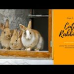 Cute Rabbits।Funny Baby Bunny Rabbits।  Funny Animal Video । Alvha TV।