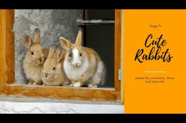Cute Rabbits।Funny Baby Bunny Rabbits।  Funny Animal Video । Alvha TV।