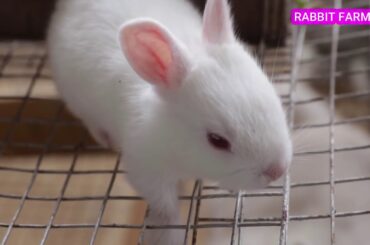 Rabbit Farming