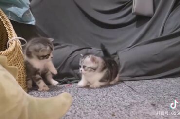 Cute baby animals Videos - funny animal 2020 - Soo Cute! #79