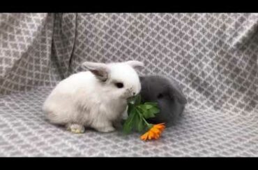♥️Two cute rabbit sisters ♥️