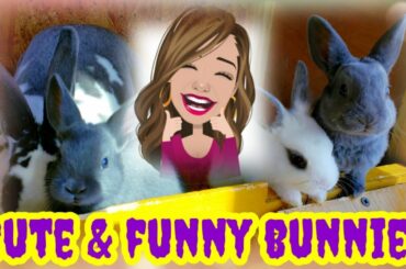 Cute & funny bunnies |always hungry😂😂|