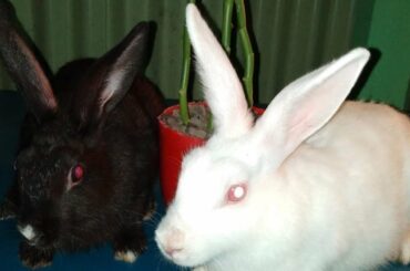 Rabbit baby || খরগোশ এর বাচ্চা ও সাথে খরগোশ এর  মা!