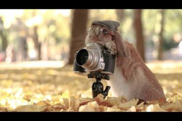 The cutest Rabbit ever 🐿️ 😍 | Rabbit photographer! 😁 #Pets #Animals #Funny #NAPanimals #lol