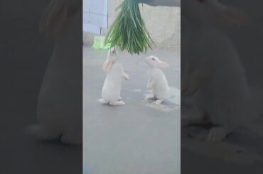 Rabbit  dance