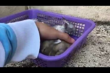 MGA CUTE KUNG ALAGANG RABBIT