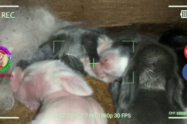 5 Cute Baby Bunnies Day 7 (DOB: February 21, 2020) - Bongskie Rabbitry Cebu - Bisdak Edition