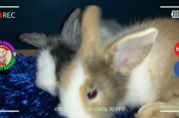 2 Cute Baby Bunnies Day 28 (DOB: Jan 30, 2020) - Bongskie Rabbitry Cebu - Bisdak Edition