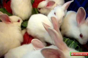 cute animal videos,Funny Baby Bunny Rabbits