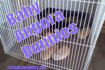 LIVE baby angora bunny update. Playing around the exercise pen in the house. Happy little hoppers.