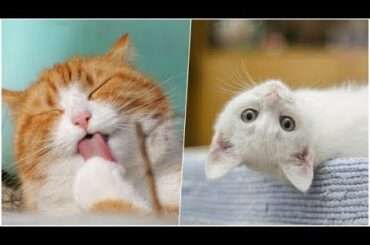 Cute baby animals Videos - funny animal 2020 - Soo Cute! #86