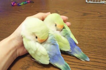 Cute baby animals Videos - funny animal 2020 - Soo Cute! #85