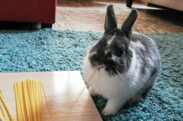 ASMR - CONEJO COMIENDO LINGUINI, FUNNY RABBIT EATING, CUTE BUNNY. 🍝🍴🐰