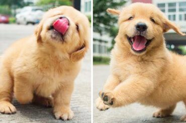 Funniest & Cutest Golden Retriever Puppies  😇🐶 Funny Puppy Videos 2020