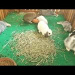 Rabbit Smart and Cute - Funny Baby Bunny Rabbit Videos Compilation Cute Rabbits Episode 05