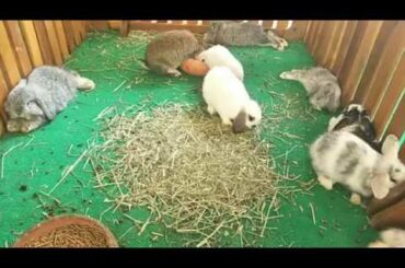 Rabbit Smart and Cute - Funny Baby Bunny Rabbit Videos Compilation Cute Rabbits Episode 05