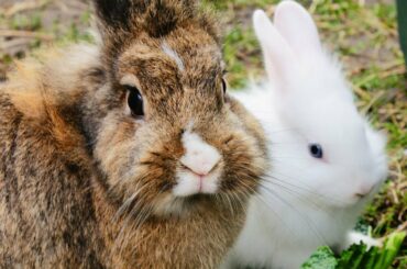 2 weeks old Bunnies Learning to Eat । Lion Head Baby Bunnies । GUINEA PIGS FUN TV