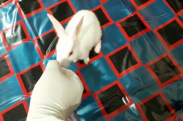 The Cutest Baby Bunny Always Wants To Eat