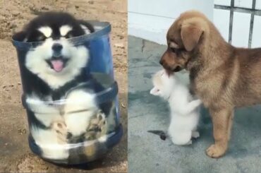 Baby Dogs And Baby Cats – Cute Baby Animals Doing Funny Things | Cutest Puppies And Kittens
