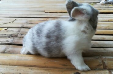 Cute Rabbit❤❤❤