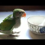 កូនសេកធំលឿនណាស់, How to Feed Baby Parrot, Cute Parrot