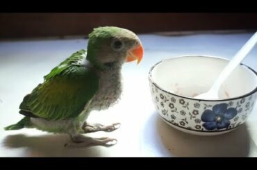 កូនសេកធំលឿនណាស់, How to Feed Baby Parrot, Cute Parrot