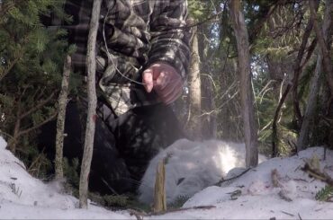 Snaring During Rabbit Downturn & Unusual Catch In Marten Box...