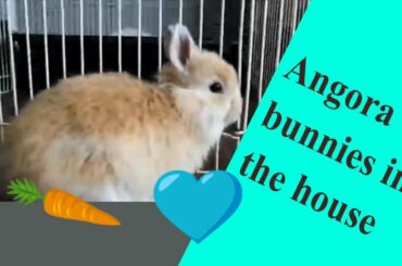 Harriet the rabbit and Claire the baby bunny playing in the house.  Energetic baby bunny out hopping