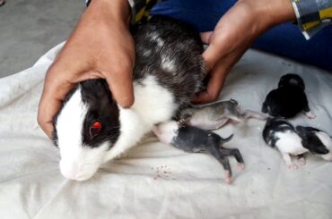 Mother Rabbit Feeding his Babies