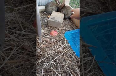 Cute baby rabbits.I love them