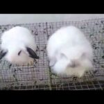 Lop Rabbit Bunnies FOR SALE +92 333 9645270 / 0333 9645270