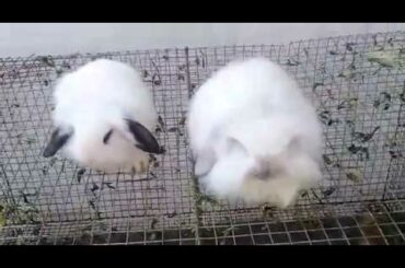 Lop Rabbit Bunnies FOR SALE +92 333 9645270 / 0333 9645270